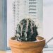 High Rise Cactus High Rise Cactus