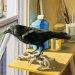 Still Life with Crow Still Life with Crow